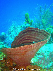 Vase sponge, In the Turks and Caicos islands. by Heather Dugmore 